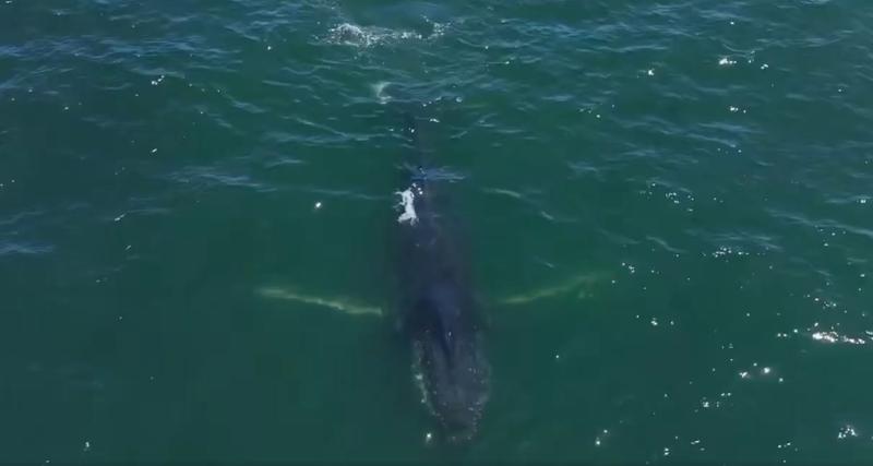 Ballena jorobada a metros de la playa - iquiquedesdeelaire