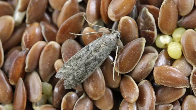 Descubre cómo eliminar las polillas de tu despensa - Getty Images