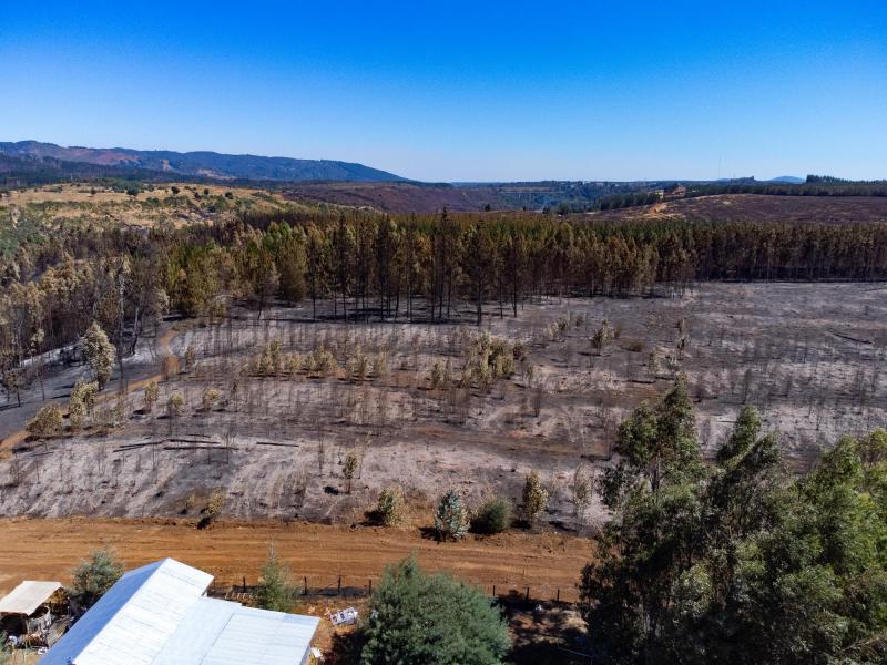 Así puedes ayudar a las familias afectadas por los incendios en La Araucanía