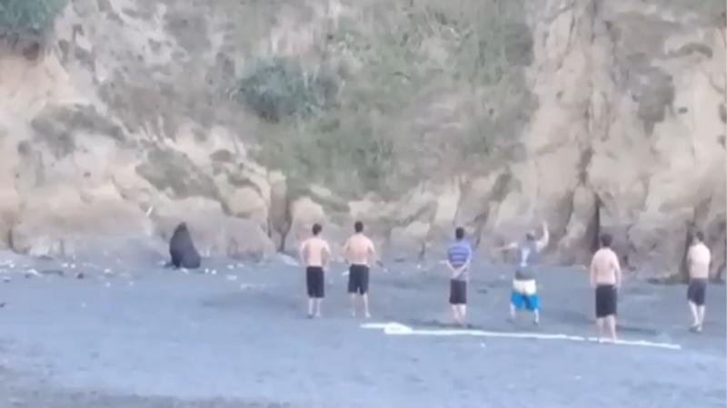 T13 - Captan ataque a piedrazos contra un lobo marino en playa de Carahue: Sernapesca anunció querella