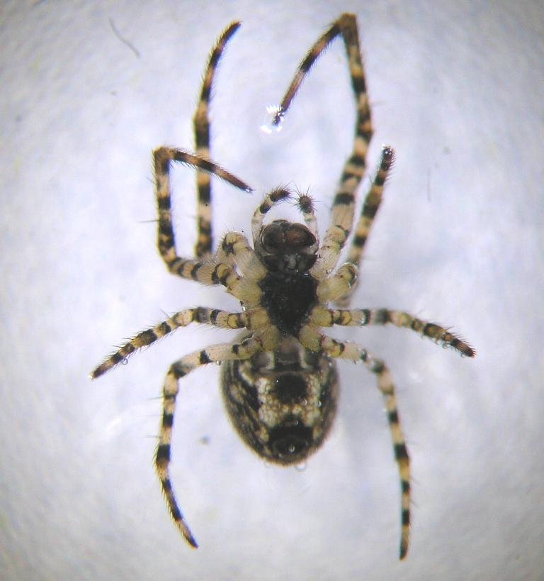 Como en "The Last of Us": Descubren hongo que convierte en "zombis" a las arañas en Irlanda -Wikipedia