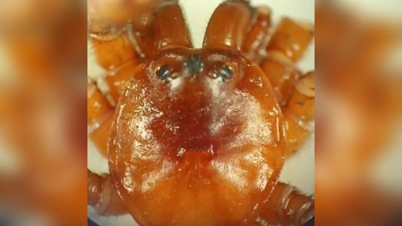 T13 - Calathotarsus gigas, nueva araña descubierta en Talca