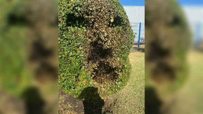 T13 - Queman homenaje a Arturo Vidal en Talcahuano