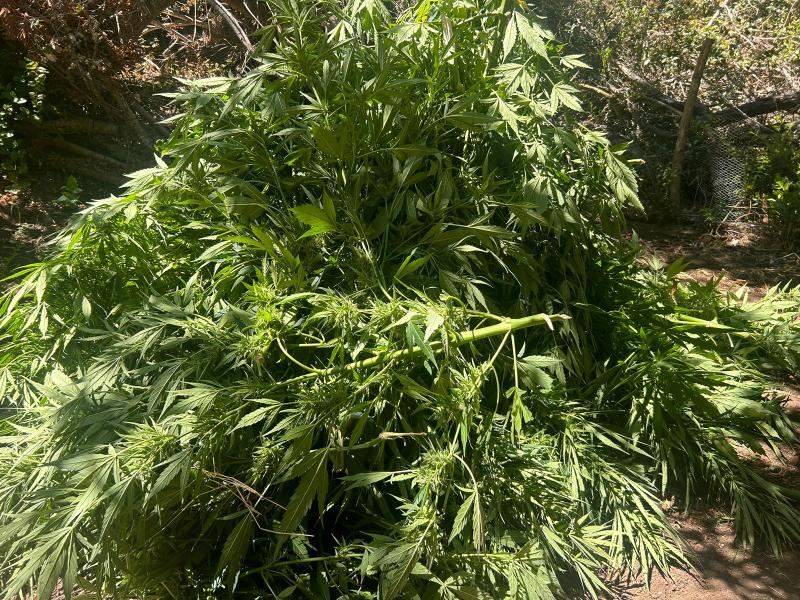 Carabineros incauta más de 3 mil plantas de marihuana