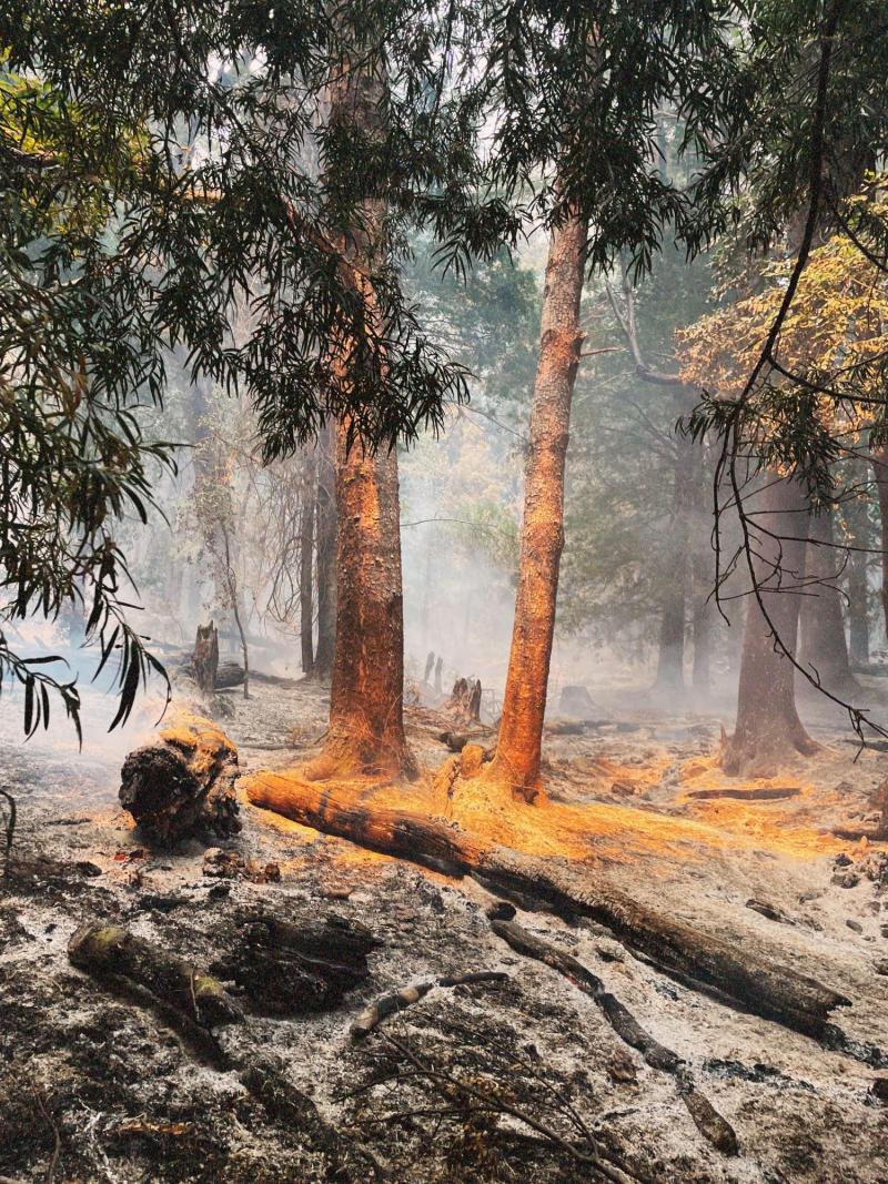 cedida - Incendio forestal afecta Jungla Peumayen, zona de huemul, puma y pudú, entre otros: Piden declarar alerta roja en zona de Ñuble | T13