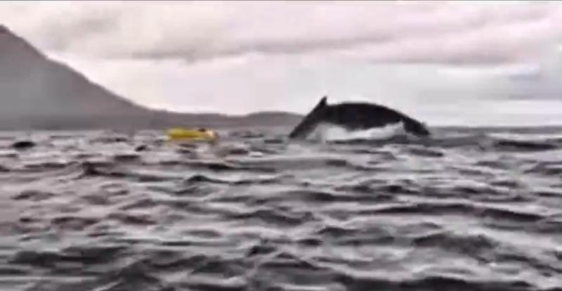 Padre capta cómo una ballena traga a su hijo y luego lo escupe en Punta Arenas