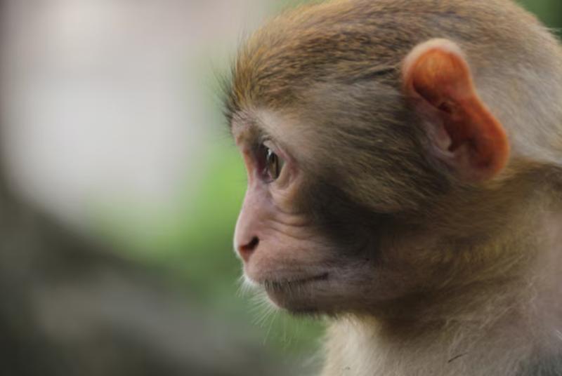 Freepik - Mono provocó corte de energía en Sri Lanka