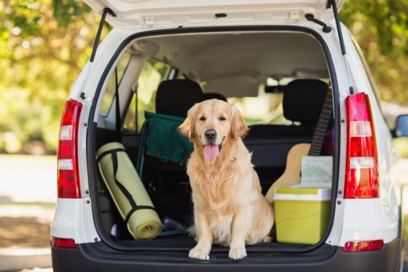 Revisa cómo viajar con tus mascotas en el auto sin riesgos - Freepik