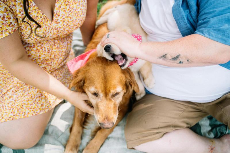 Mascota y golpes de calor - Pexels