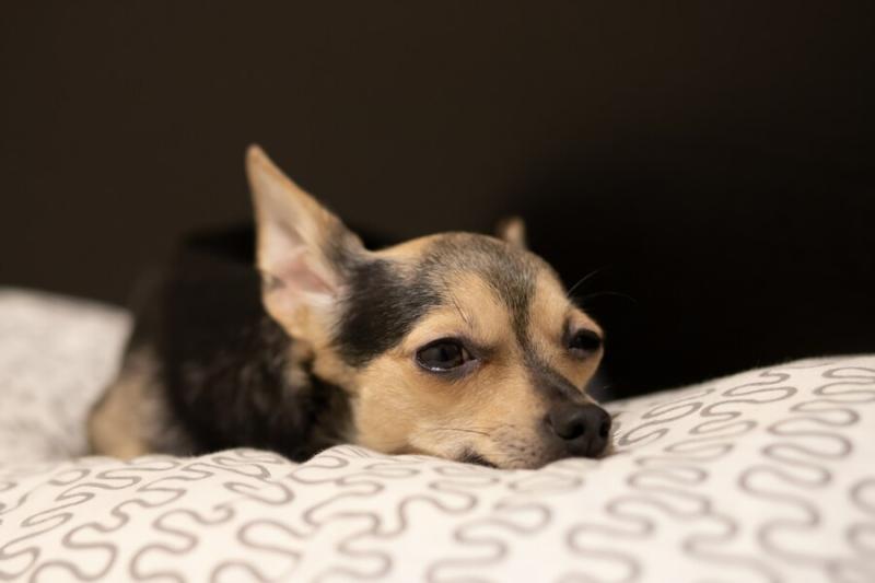 Depresión canina: Cómo ayudar a tu perro si muestra síntomas de depresión - Freepik