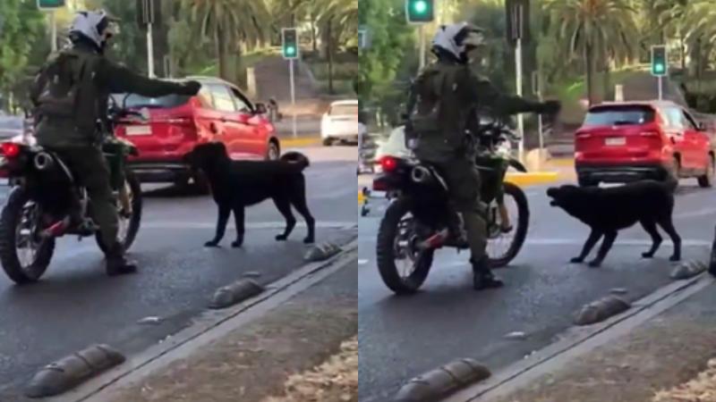X - Carabinero rocía gas a perro en Santiago