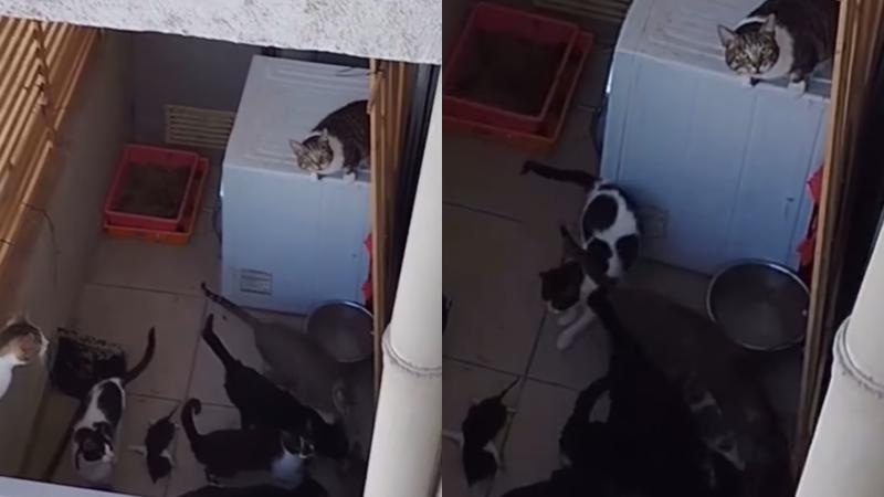 Instagram (Fundación Alma de Gato) - Grave maltrato animal en departamento de La Cisterna