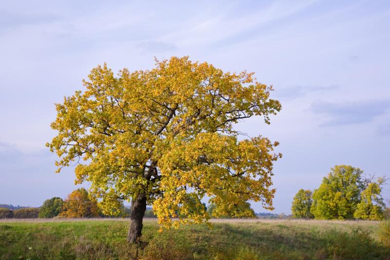 FREEPIK - Se acerca el equinoccio de otoño en Chile: ¿Qué significa? 