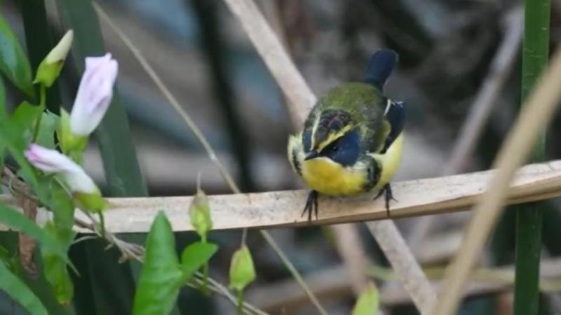 Panorama de Semana Santa: Conocer a Fiu en el humedal Giverny