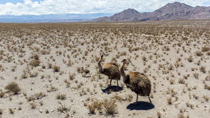Agencia UNO referencial - Hace cinco días que no se sabe de ellos: Sernageomin interpuso denuncia por presunta desgracia tras desaparición de funcionarios en terreno