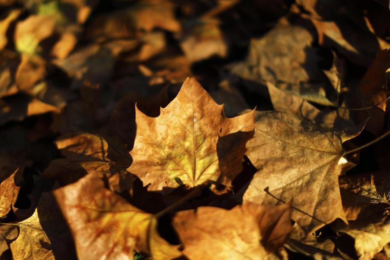 Día otoñal en Santiago - Agencia Uno