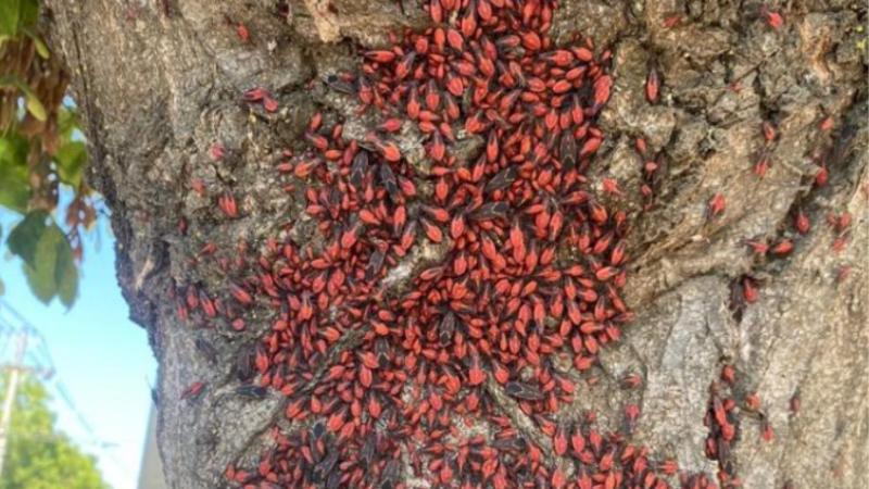 Redes sociales - Chinche del arce