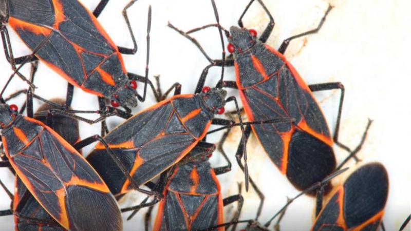 Universidad de Chile - Chinche del arce