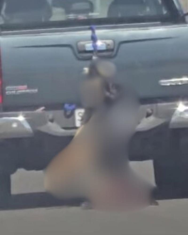 Facebook Animalistas Santiago - Perro fue arrastrado por la carretera en Copiapó