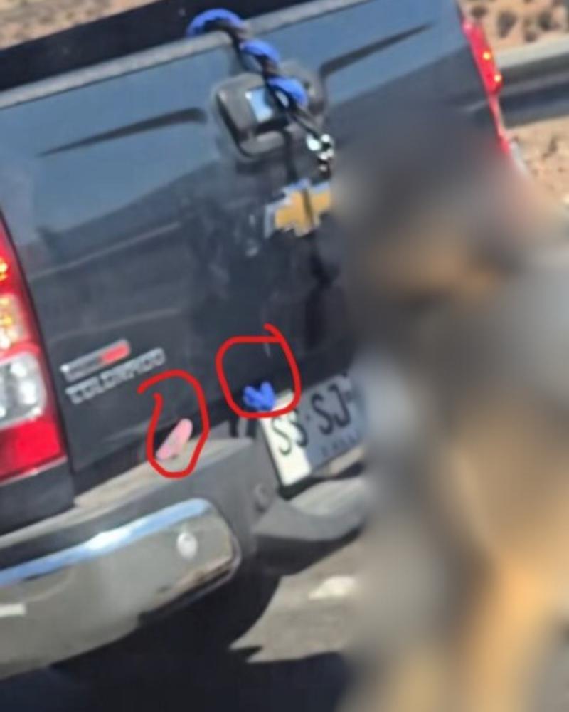 Animalistas Santiago - Testigos aseguraron intencionalidad del conductor del vehículo por la cuerda de amarre