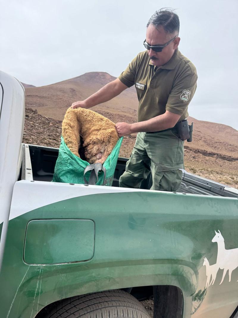 T13 - Detienen a boliviano que portaba piel de vicuñas en Ollagüe