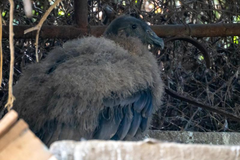 Anuncian nacimiento de cóndor en Quilpué