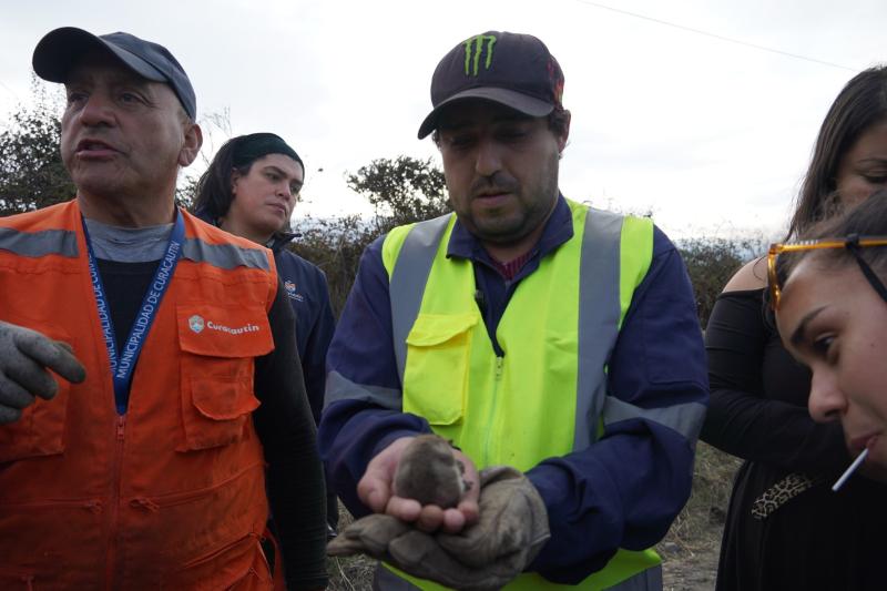 T13 - Encuentran vivo a un monito del monte entre bolsas de basura en La Araucanía: Está en peligro de extinción