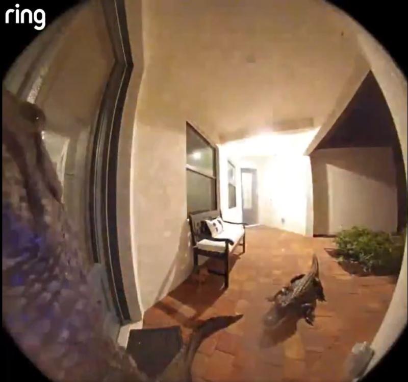 Caimán fue captado por cámara en Florida - ring.