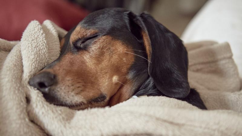 El cambio de hora podría provocar ansiedad en mascotas - referencial freepik