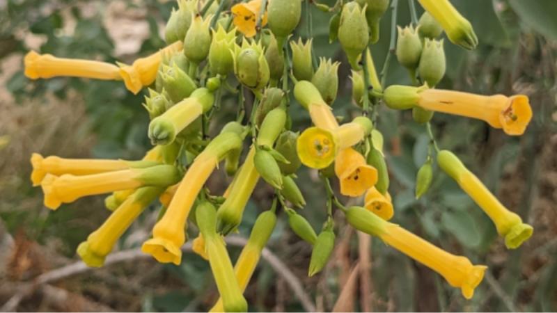 Palán palán - Inaturalist CL