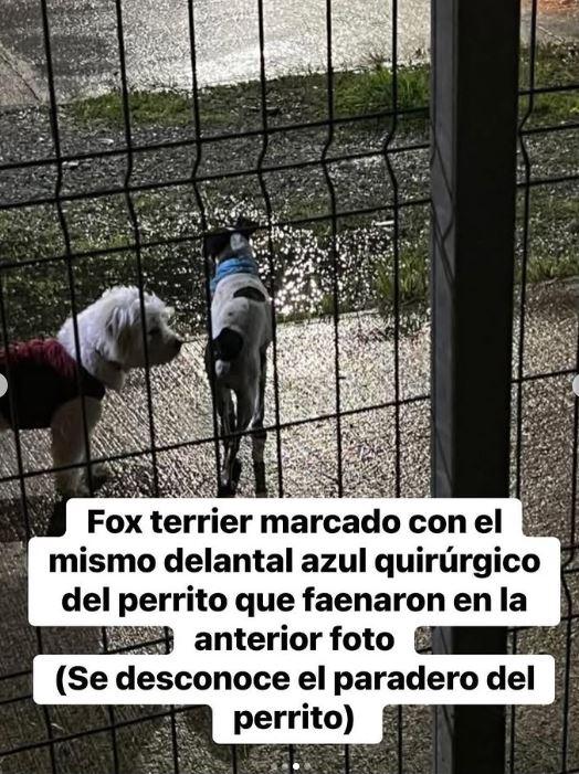 Agrupación denunció el faenamiento de perros - Patitas de Amor