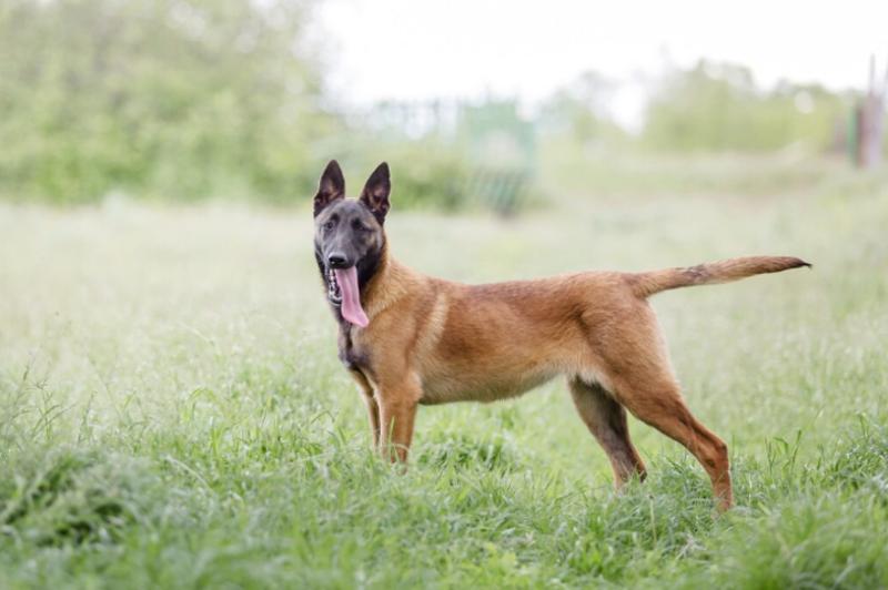 Veterinaria revela las 5 razas de perro que no tendría como mascota - Freepik