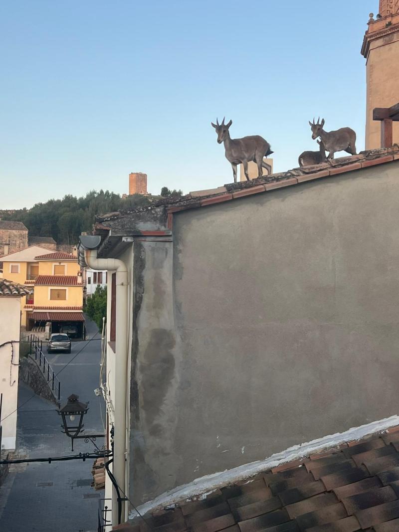 VIDEO: "Cabras voladoras" sorprenden saltando techos en España - X @Hardacho - Autoría Paco Vioque.