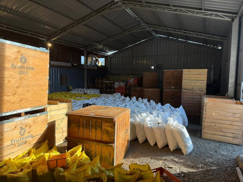 Nueces robadas en Paine