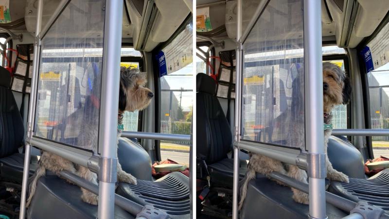 Chofer que manejaba con su perro de asistencia emocional fue despedido - T13