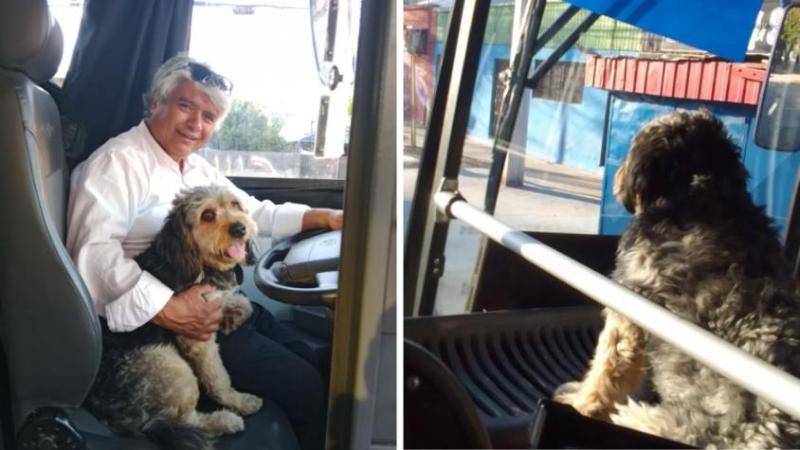 Perro de asistencia de chofer de RED será acreditado: Había denunciado ser despedido por conducir con el can