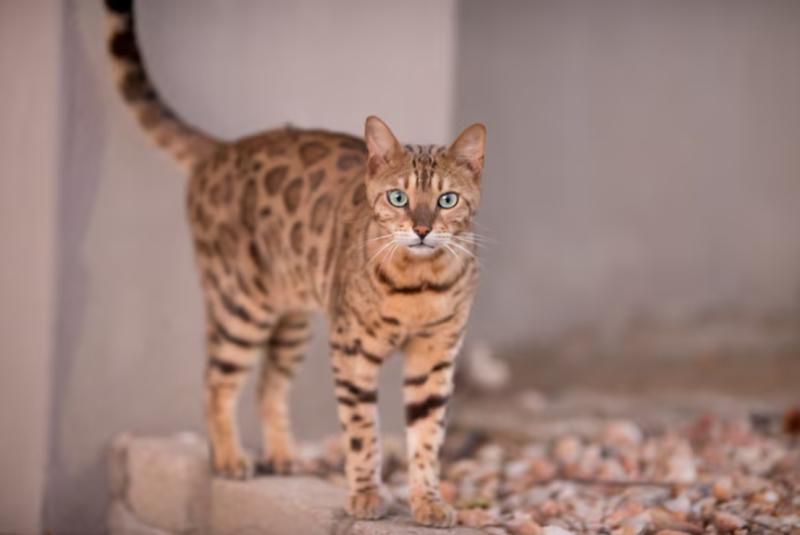 freepik - Gatita sobrevive a caída de 115 metros en cañón de EE.UU: Dos personas fallecieron