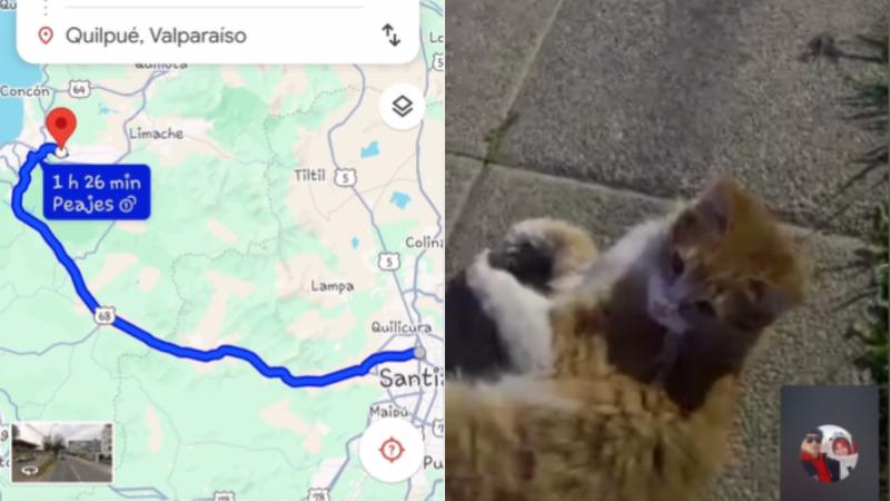 La historia del gato que se perdió en Renca y apareció en Quilpué - TikTok @enviousbaby