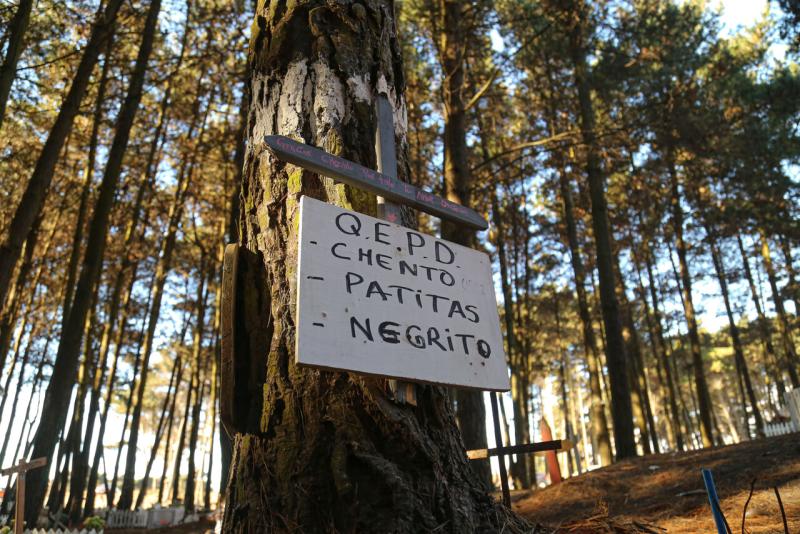 Boric anunció piloto para cementerios de mascotas - (Cementerio de mascotas San Pedro de la Paz - AUNO)