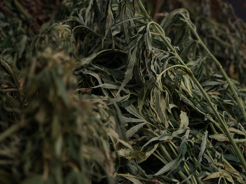 Agencia Uno - Planta de cannabis sativa