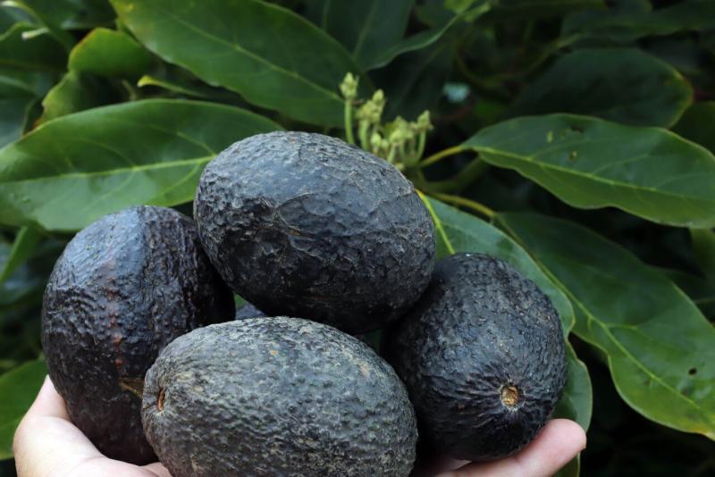 Agencia Uno - "Paltest": La particular campaña qué muestra cómo tocando una palta ayuda a detectar un cáncer testicular