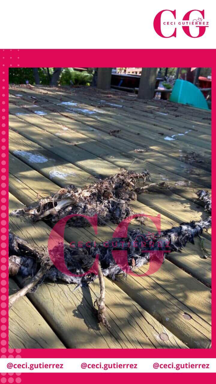 Instagram Cecilia Gutiérrez - Ritual en casa de Cristián Campos