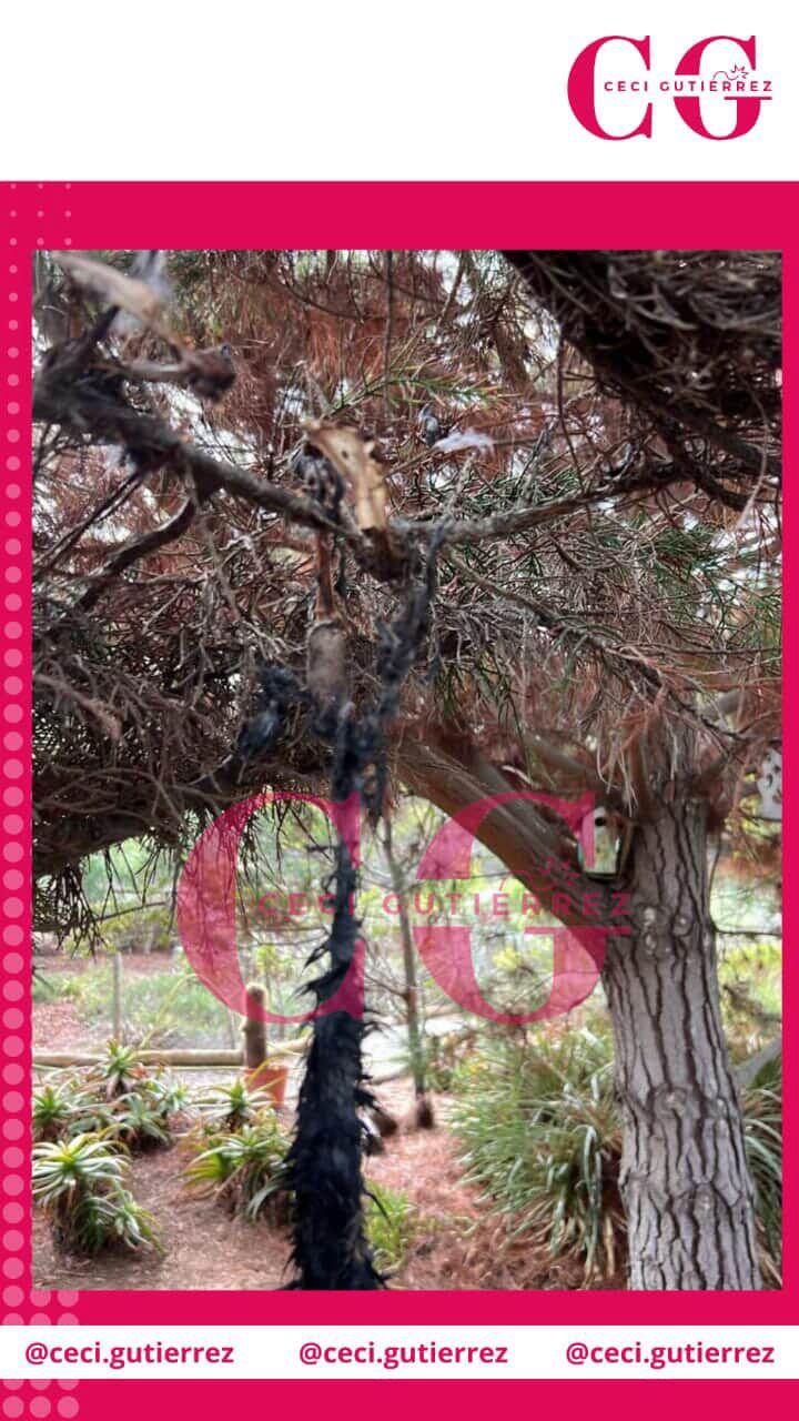 Instagram Cecilia Gutiérrez - Ritual en casa de Cristián Campos