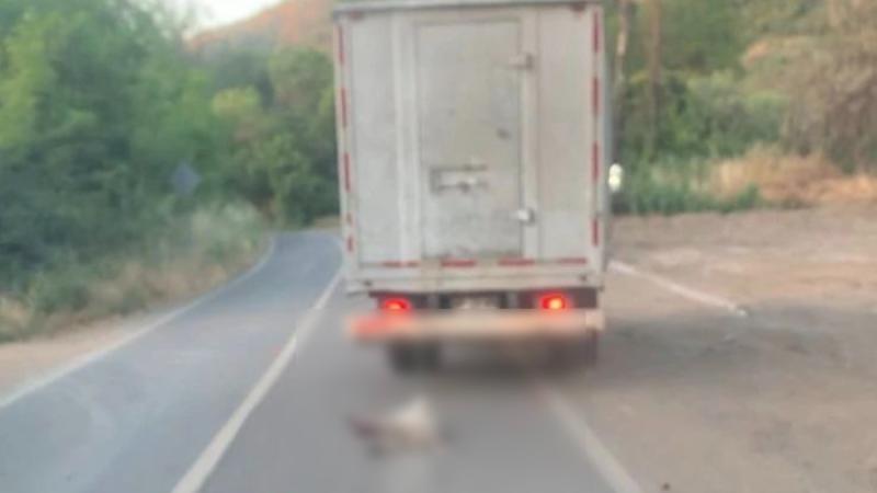 Condenan a dos hombres que arrastraron a un perro con un camión