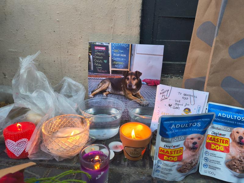 T13.cl - Despedida del perrito Oso en Portugal con la Alameda