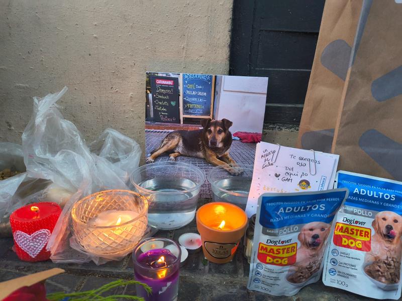 T13.cl - Despedida del perrito Oso en Portugal con la Alameda