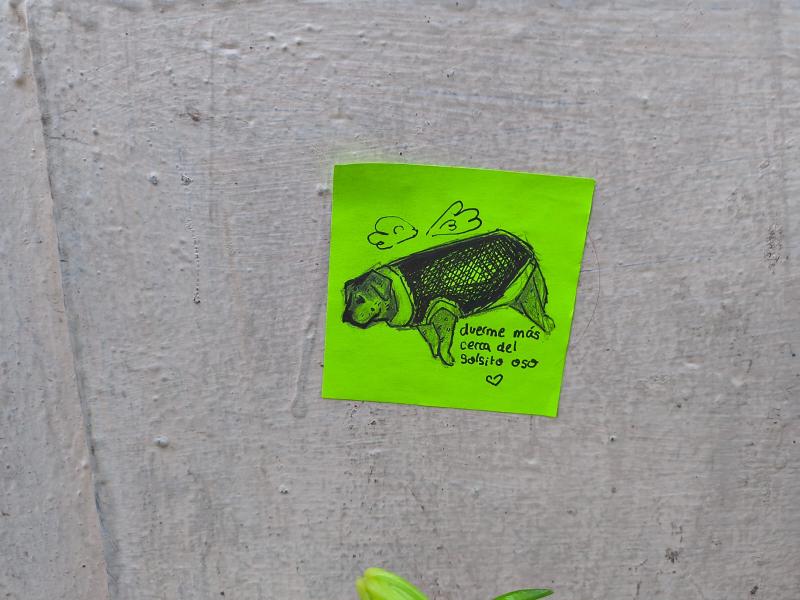 T13.cl - Despedida del perrito Oso en Portugal con la Alameda