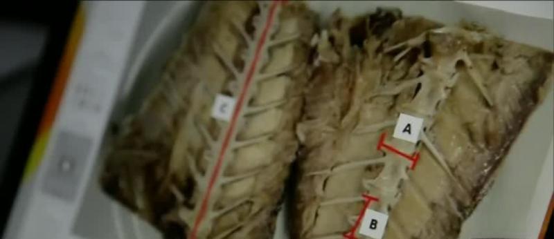 “No es jurel”: Estudios revelan qué especie contienen las latas de "jurel" importadas desde China - Captura Reportajes T13