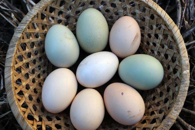 Agencia Uno - Riesgo por contrabando de huevos desde Bolivia