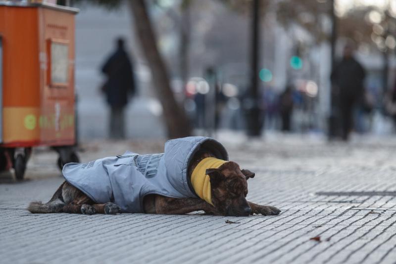 Tos de perro: Conoce cómo prevenir resfríos en mascotas este invierno